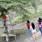 Climbing Panama Cherry